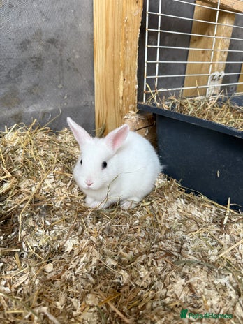 Mixed Breed rabbits - Advert 8