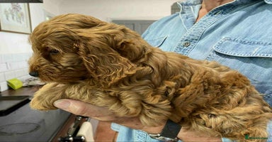 Cockapoo dogs - Advert 5
