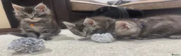 Maine Coon cats for sale: Pedagree GCCF Registered Maine Coon Kittens - Advert 6