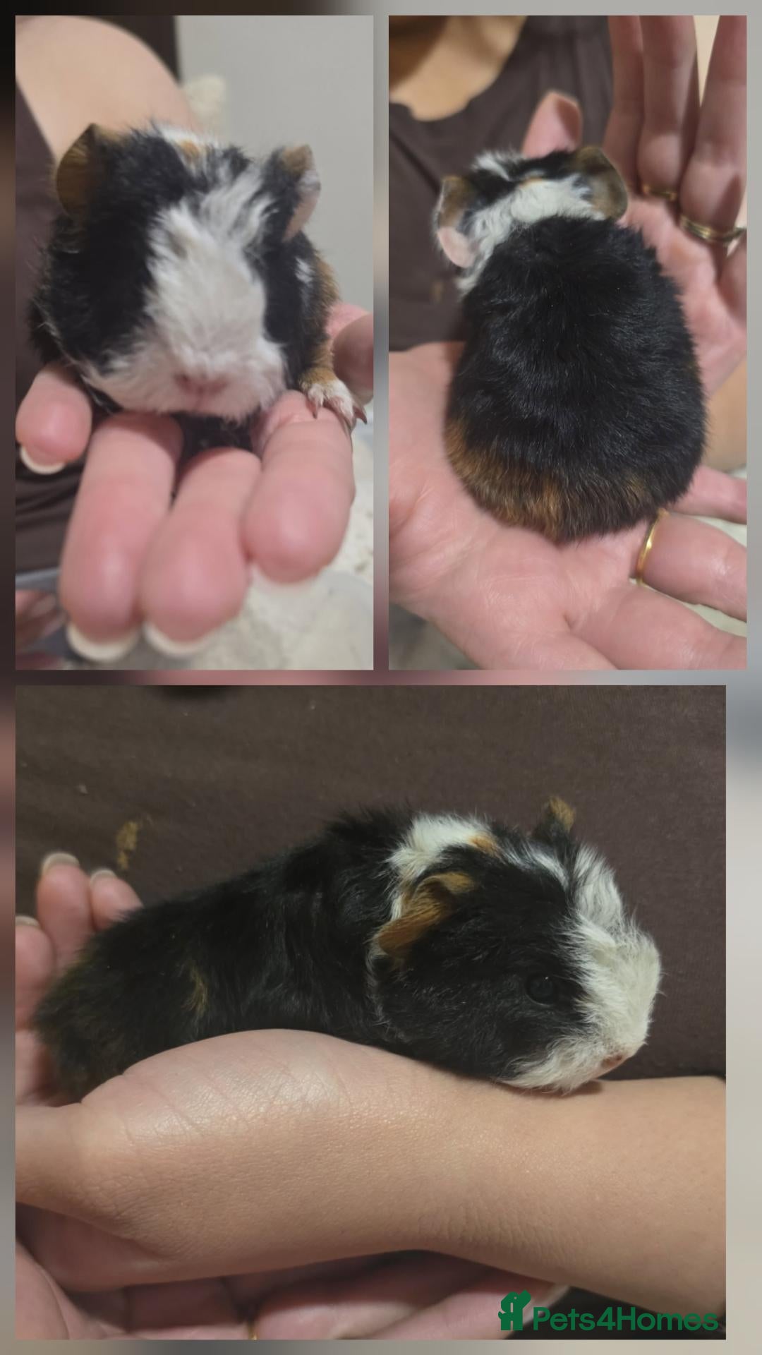 Guinea Pig rodents for sale: Guinea pigs  - Advert 12