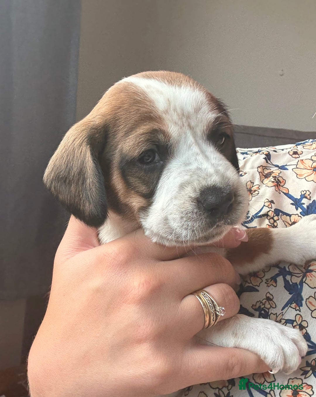 Mixed Breed dogs for sale: Cocker spaniel x chihuahua dalmation  - Image 11