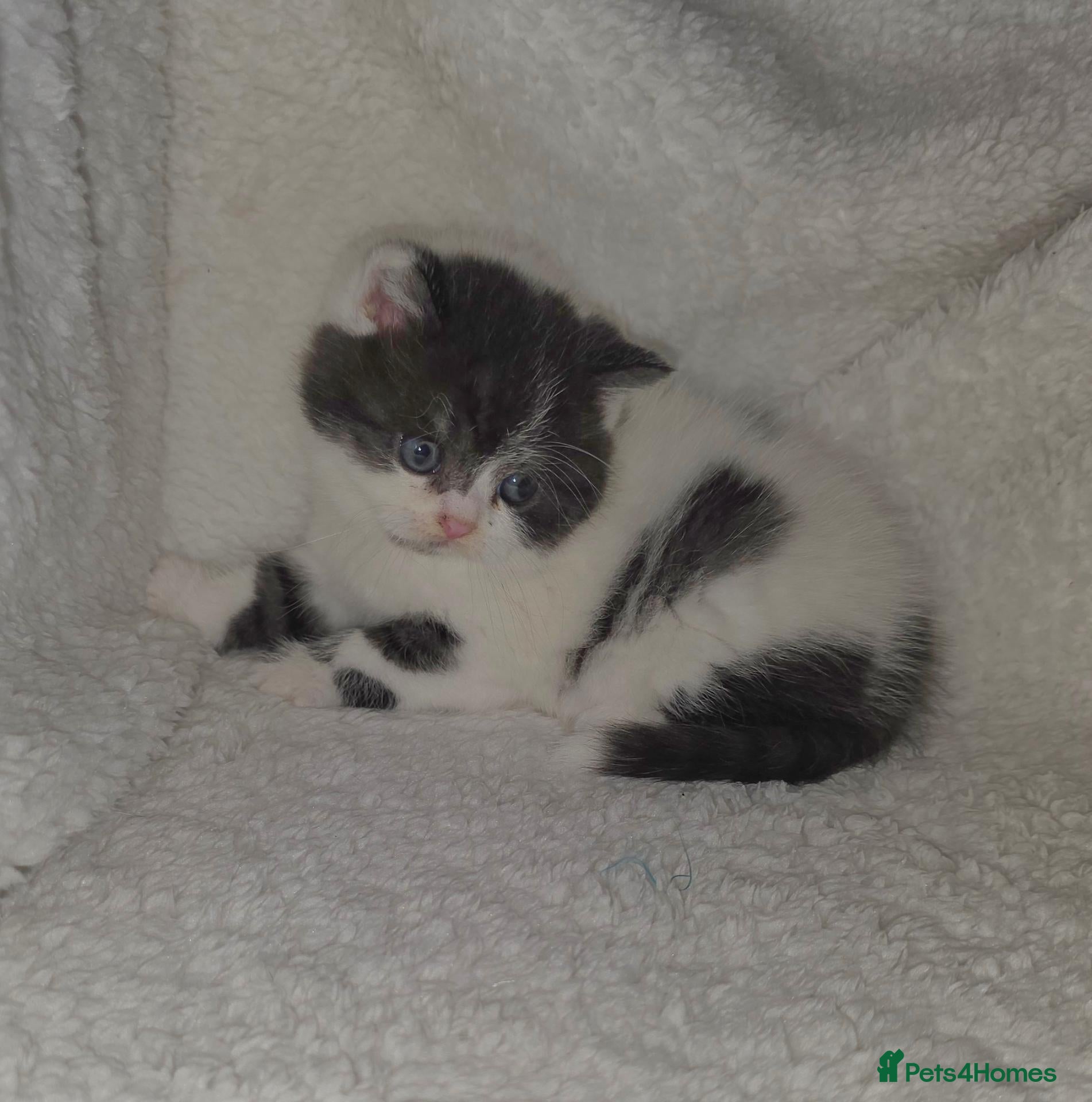 British Shorthair cats Beautiful pedigree british shorthair kittens - Advert 2
