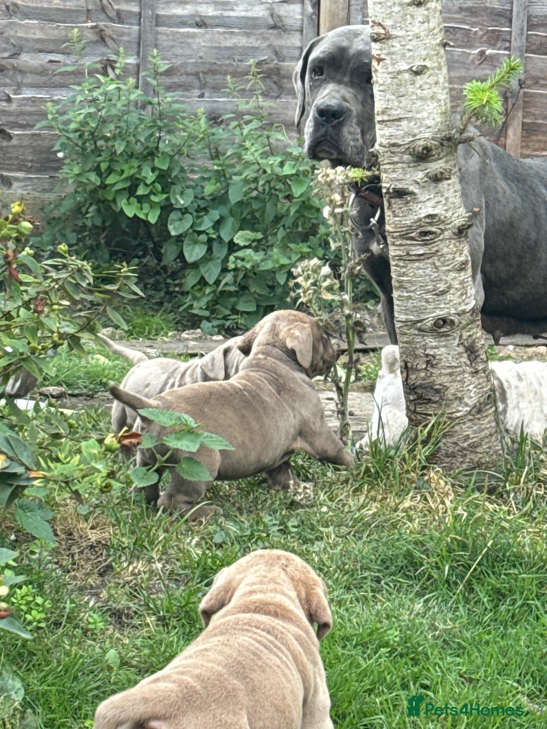 Mixed Breed dogs for sale: Beautiful lilac cane Corso x bulldog pups  - Image 36