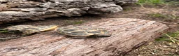 Tortoise reptiles for sale: **LAST FEW**Stunning baby Hermann Tortoises CB/UK - Advert 9