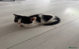 Domestic Shorthair cats for sale: Unique & Precious Kittens Seeking Forever Homes - Image 9