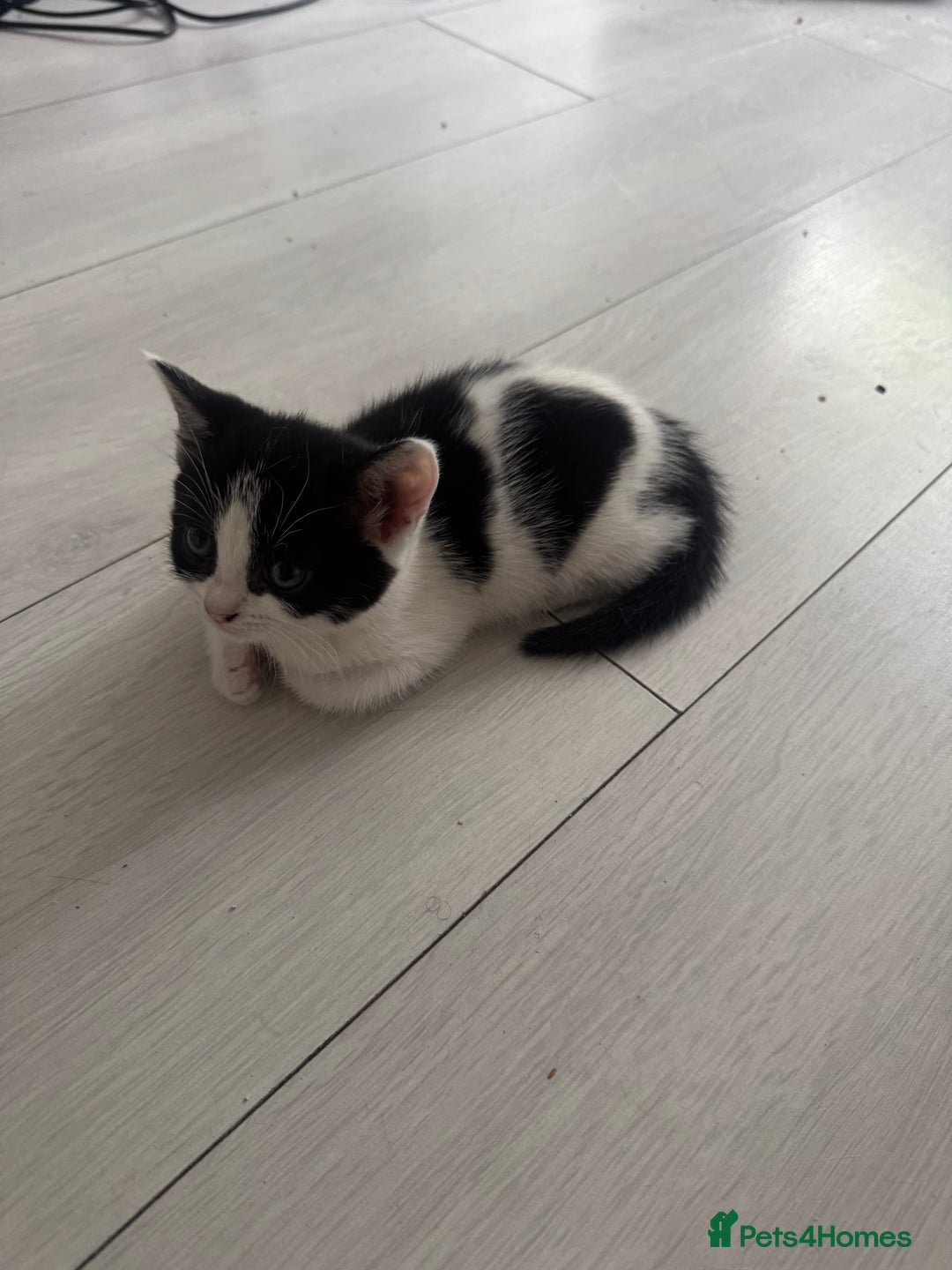Domestic Shorthair cats for sale: Unique & Precious Kittens Seeking Forever Homes - Image 9