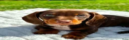 Miniature Dachshund dogs for sale: Miniature Dachshund Boys For Sale  in Blaenau Ffestiniog - Advert 9