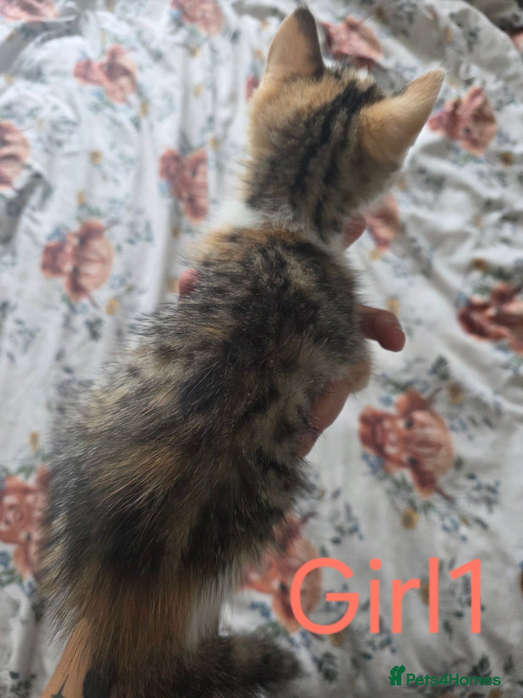 British Shorthair cats for sale: KITTENS LOOKING FOR HOMES - Image 3