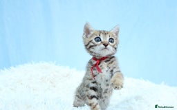 Bengal cats for sale: 🔥Stunning Bengal kittens Available🔥 - Image 17