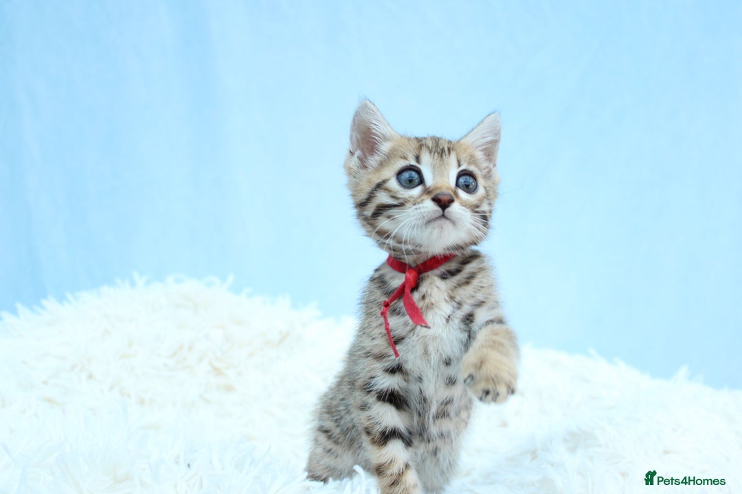 Bengal cats for sale: 🔥Stunning Bengal kittens Available🔥 - Image 17