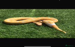 Python Snake reptiles for sale: Lavender pied, orange dream, yellow belly, MALE  in Strathaven - Image 1