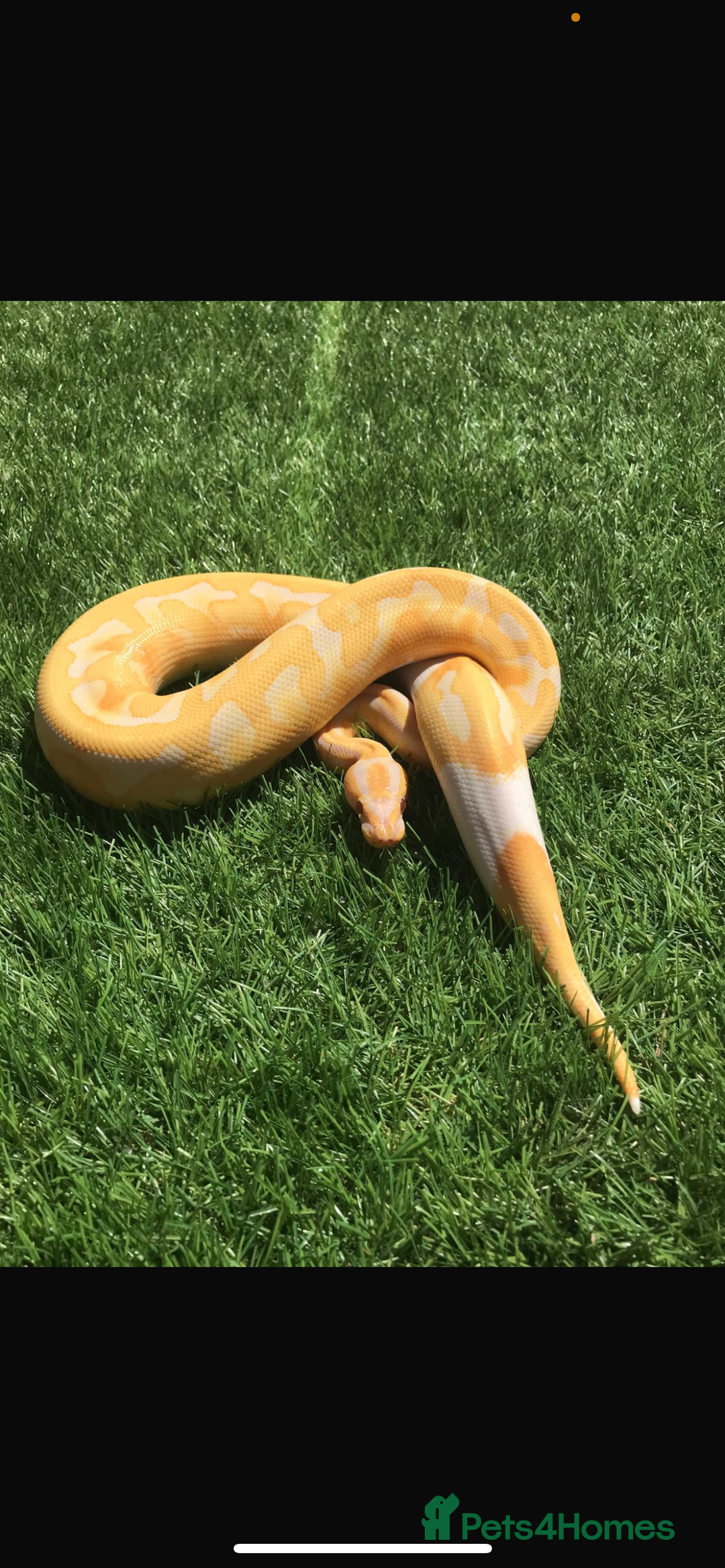 Python Snake reptiles for sale: Lavender pied, orange dream, yellow belly, MALE  in Strathaven - Image 1