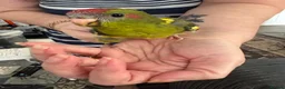 Parrots birds for sale: 2 male kakarikis  - Advert 5