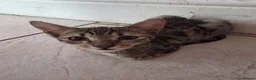 Mixed Breed cats for sale: savannah bengals - Advert 7