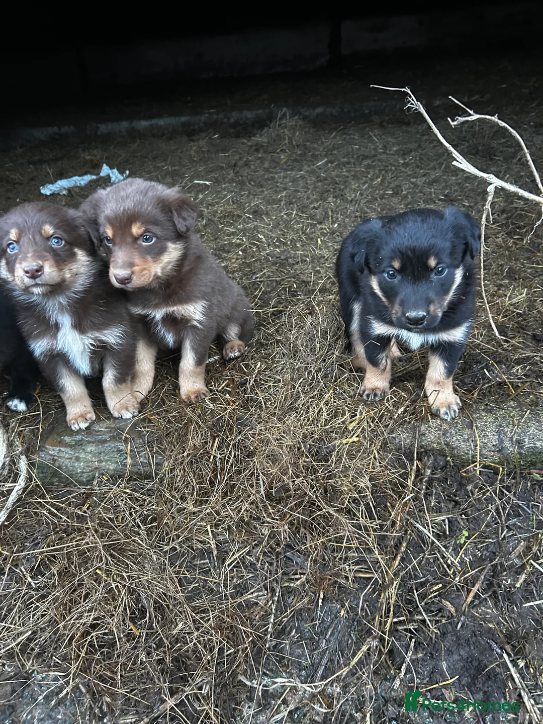 Mixed Breed dogs for sale: kelpie x collie  - Advert 1