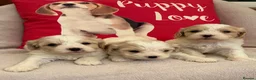 Cavachon dogs for sale: Cavashon puppies  - Advert 6