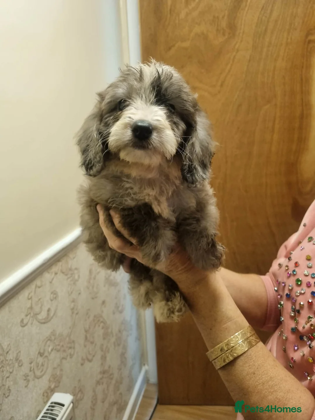 Cockapoo dogs for sale: Beautiful cockapoo  - Advert 7