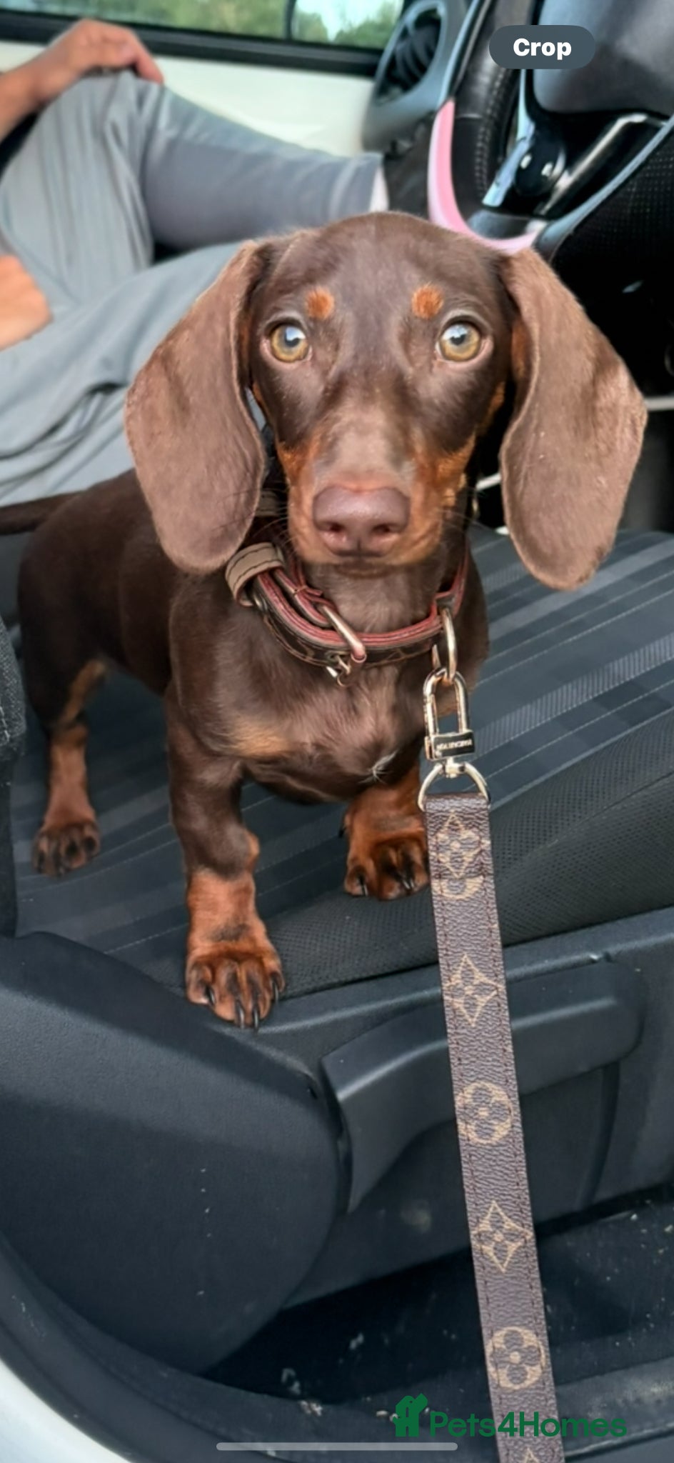 Miniature Dachshund dogs Miniature dashund - Advert 5