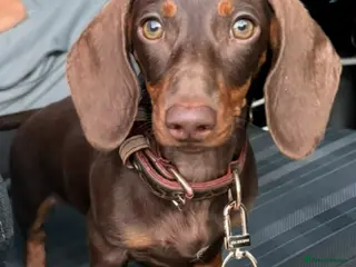 Miniature Dachshund dogs Miniature dashund - Advert 8