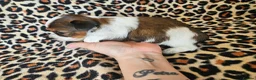 Yorkshire Terrier dogs for sale: DNA tested parents Biewer and Ocean Pearl puppies - Advert 27