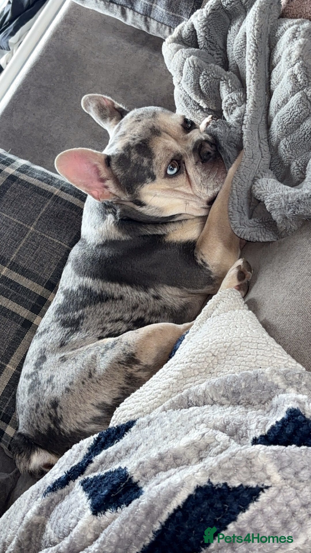 French Bulldog dogs for sale: Hugo French bull dog  - Image 4
