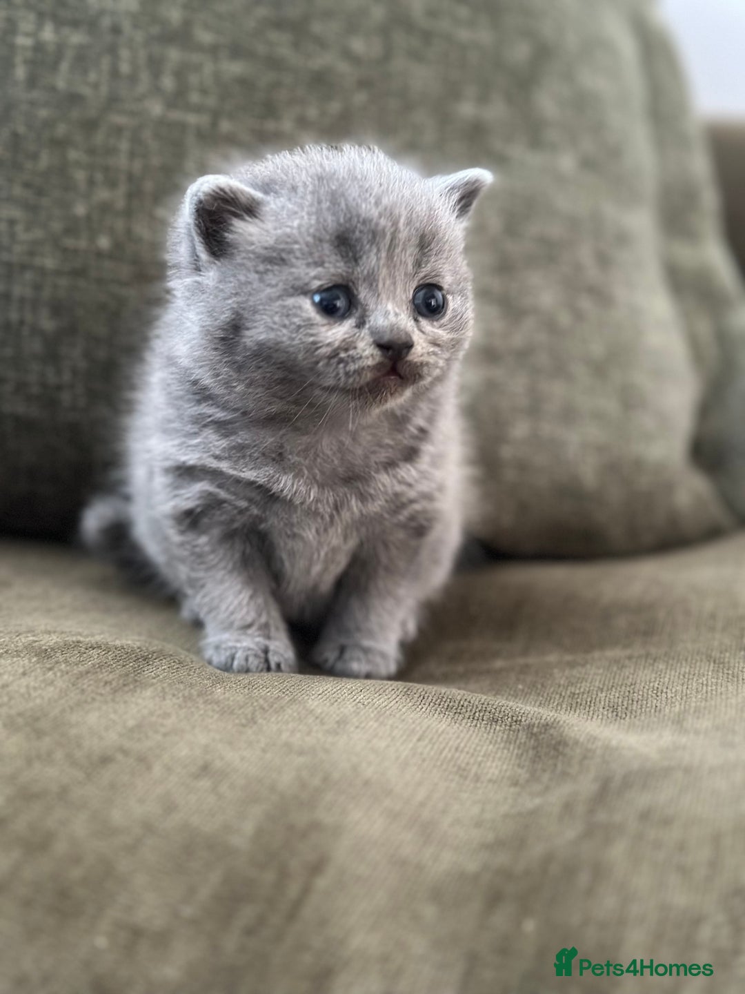 British Shorthair cats for sale: GCCF Registered British Shorthair kittens  - Advert 17