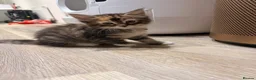 Mixed Breed cats for sale: Raccoon Kittens  - Advert 11