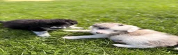 Border Collie dogs for sale: STUNNING BORDER COLLIE PUPS.  - Advert 9