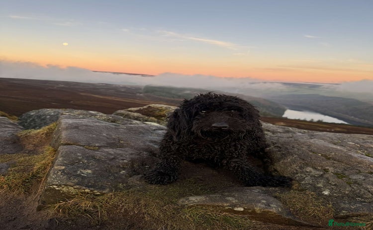 Cockapoo dogs - Advert 3