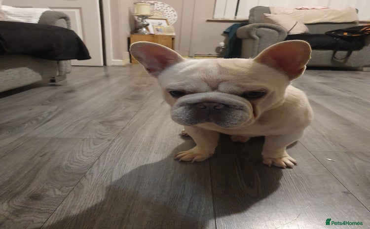 French Bulldog dogs - Advert 1