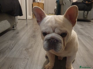 French Bulldog dogs - Advert 2