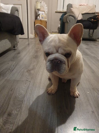 French Bulldog dogs - Advert 1