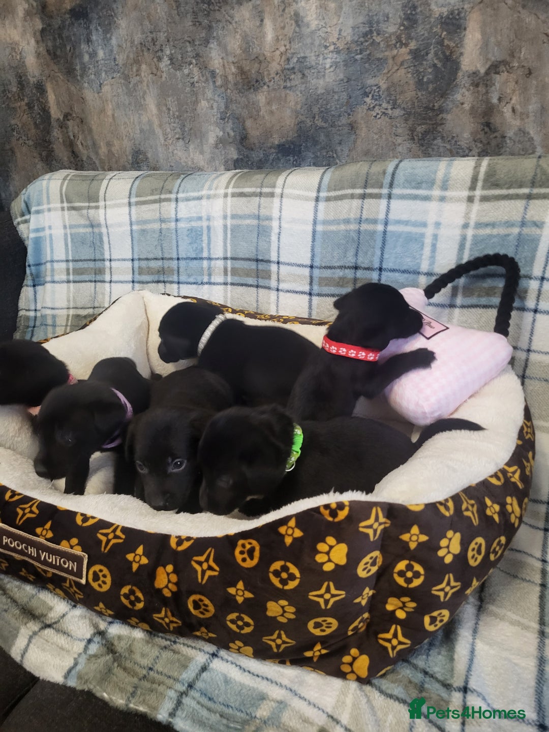 Labrador Retriever dogs for sale: KC registered Labrador Retriever puppies - Advert 2