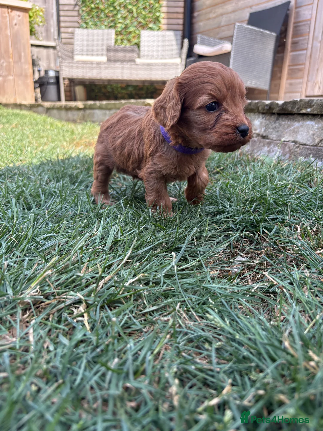 Cavapoo dogs for sale: Cavapoo puppies  - Advert 31