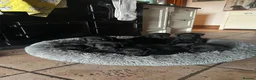 Labrador Retriever dogs for sale: Pedigree Black Labrador Puppies - Advert 7