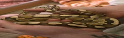 Python Snake reptiles for sale: Female juvenile ball python - Advert 2