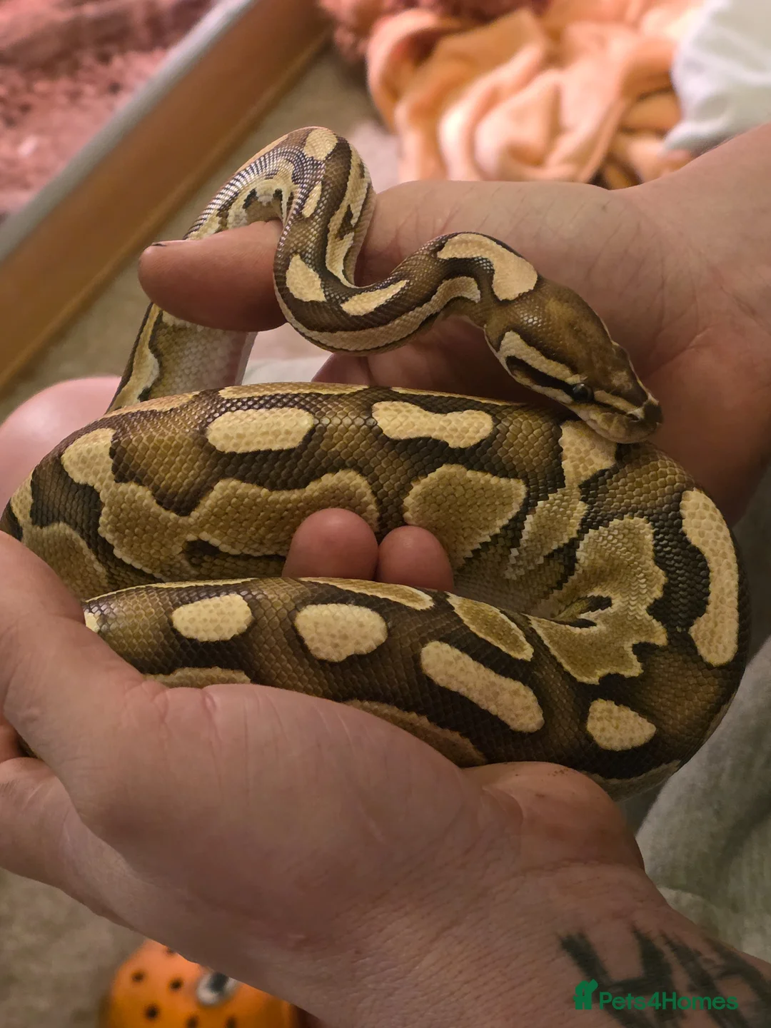 Python Snake reptiles for sale: Female juvenile ball python - Advert 2