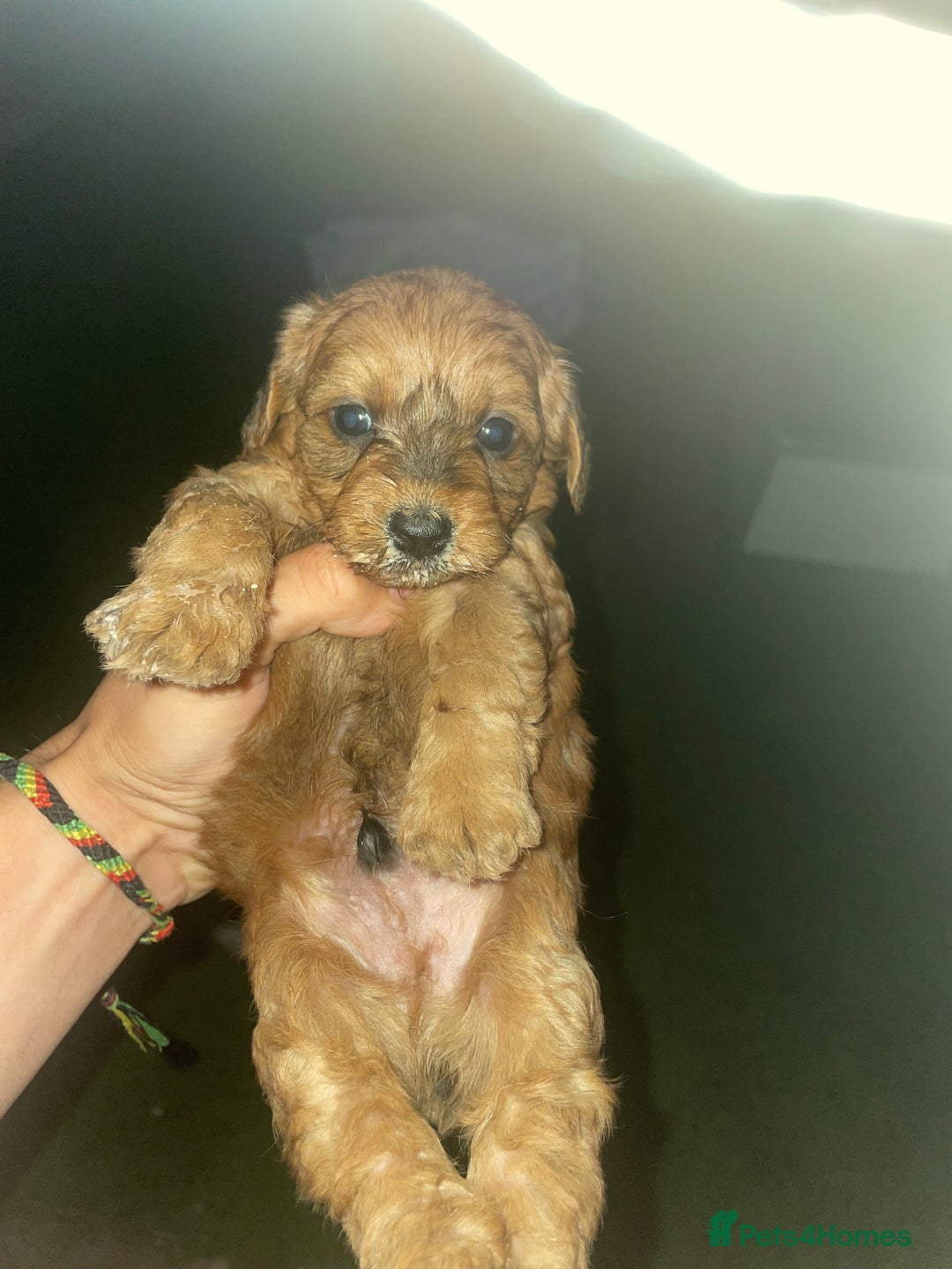 Doxiepoo dogs for sale: Doxiepoos - Image 22