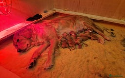 Golden Retriever dogs for sale: Gorgeous dark golden litter - Image 17