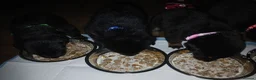 Mixed Breed dogs for sale: Shepweiler puppies  - Advert 14