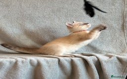 Ragdoll cats for sale: 6 Beautiful Ragdoll x Bengal kittens - Image 21