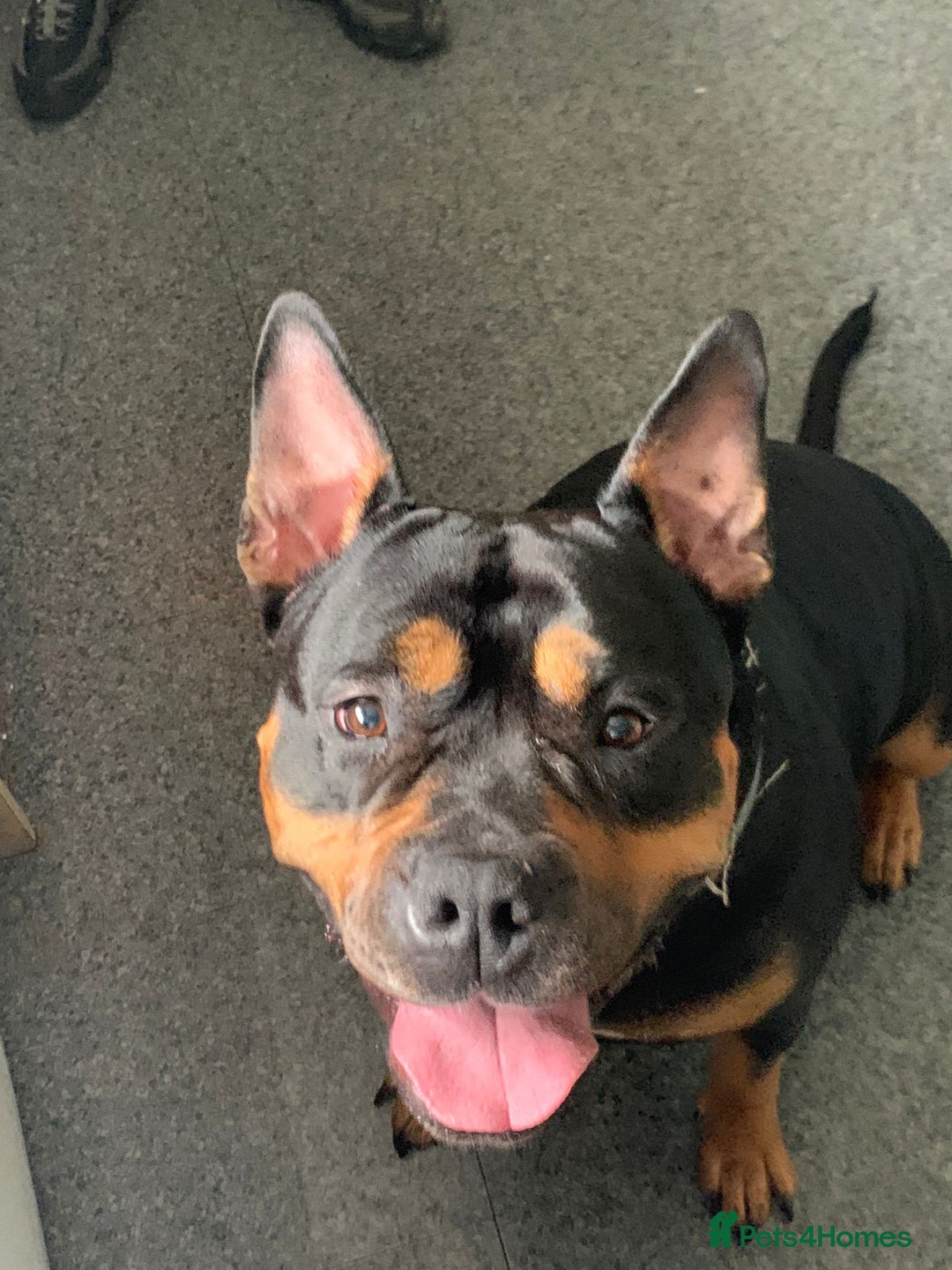 American Bully dogs for sale: 4 year old, female pedigree american bully - Advert 2