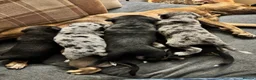 Mixed Breed dogs for sale: Gorgeous staffy x collie Pups  - Advert 12