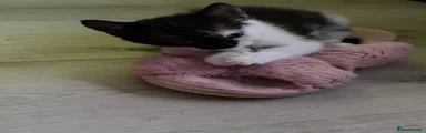 Moomoo 