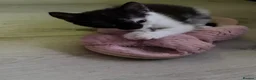 Mixed Breed cats for sale: Mixed Tuxedo kittens - Advert 4
