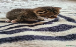 Domestic Shorthair cats for sale: 2 kittens 1 girl and one boy - Image 2