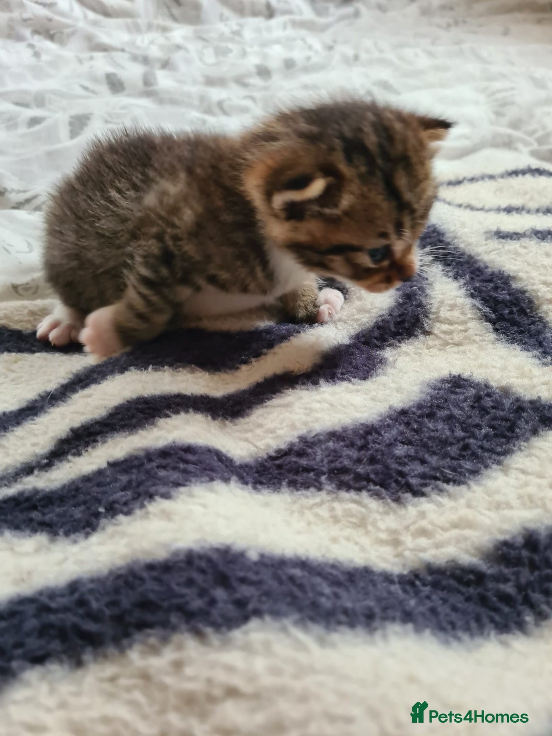 Domestic Shorthair cats for sale: 2 kittens 1 girl and one boy - Image 2