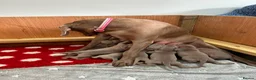 Weimaraner dogs for sale: Weimaraner puppies KC registered in Swansea - Advert 10