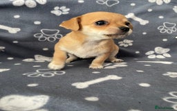 Chihuahua dogs for sale: Chihuahua Puppy 3 - 2 boy, 1 girl  chihuahua  - Image 16