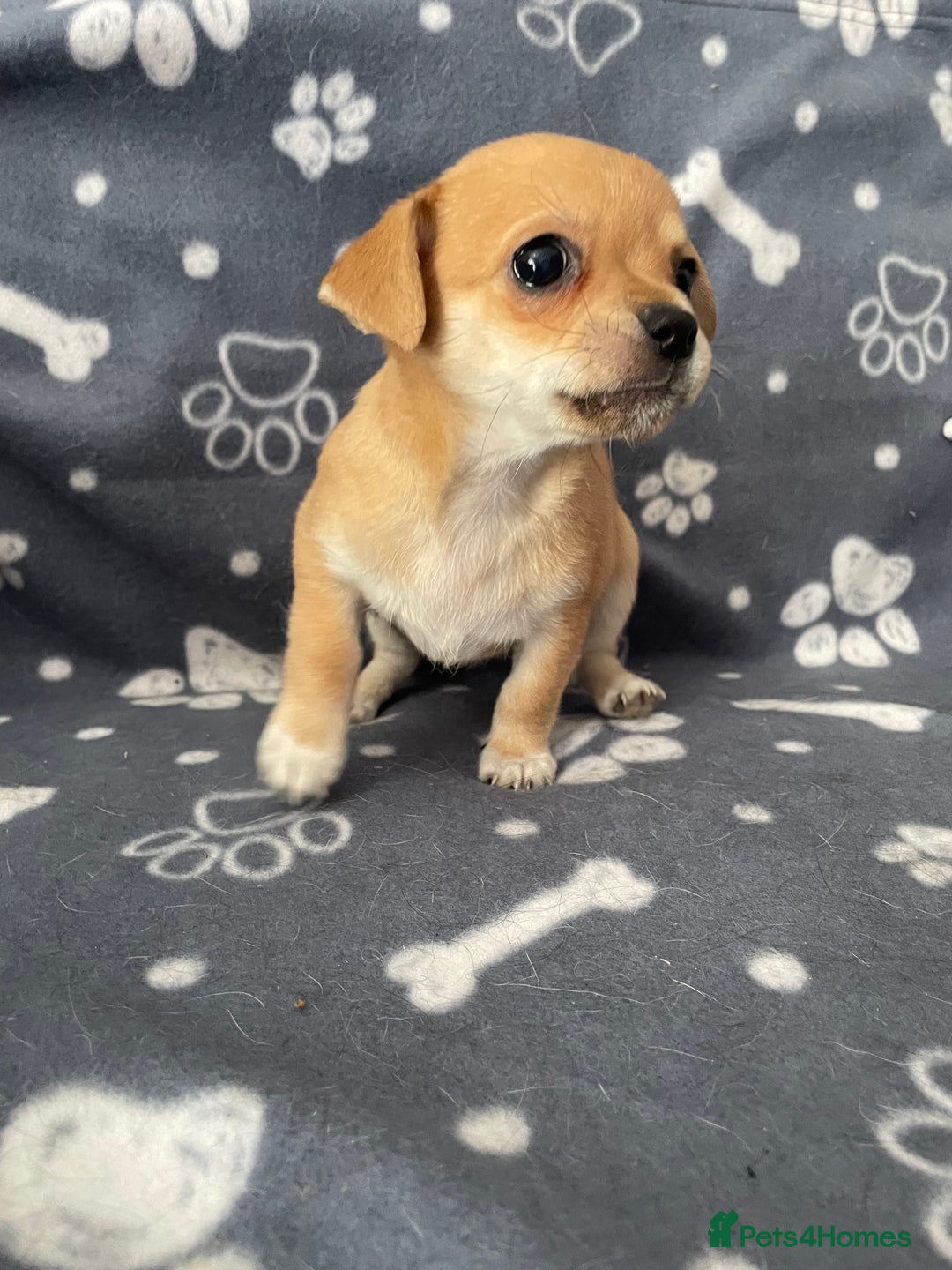 Chihuahua dogs for sale: Chihuahua Puppy 3 - 2 boy, 1 girl  chihuahua  - Image 16